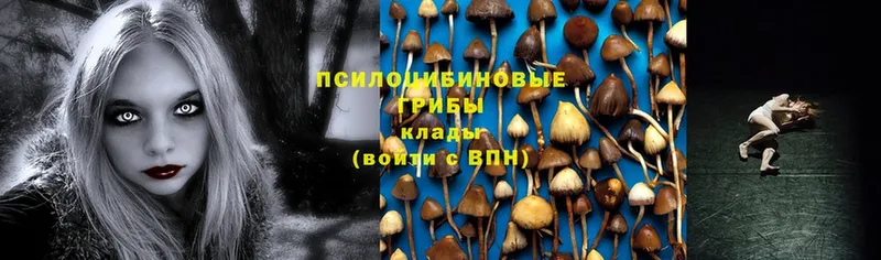 Псилоцибиновые грибы Psilocybe  продажа наркотиков  Борзя 